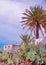 Canary Islands plants aesthetic. Cactus, Palm and tropical countryside landscape. Stylish travel and nature wallpaper
