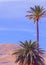 Canary Islands plants aesthetic. Palm and tropical desert countryside landscape. Stylish travel and nature wallpaper