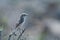 Canary Islands stonechat.