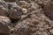 Canary lizard - Gallotia galloti is sitting on volcanic lava stone in National Park Teide, Tenerife, Spain.