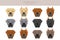 Canary mastiff clipart. Different poses, coat colors set