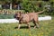 Canary mastiff is running on a green meadow. Canarian molosser or dogo canario.