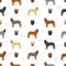 Canary mastiff seamless pattern. Different poses, coat colors set