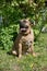 Canary mastiff is sitting on a green grass. Canarian molosser or dogo canario.