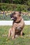 Canary mastiff is sitting near a flower bed with tulips. Canarian molosser or dogo canario.