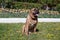 Canary mastiff is sitting near a flower bed with tulips. Perro de presa canario or canarian molosser.