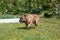 Canary mastiff is walking on a green meadow. Canarian molosser or dogo canario.