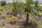 Canary Palm Phoenix canariensis is a species of flowering plant in the palm family Arecaceae