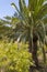 Canary Palm Phoenix canariensis is a species of flowering plant in the palm family Arecaceae