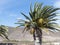 Canary palm tree treated with a insecticidal.