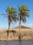 Canary Palm Trees on the Canary Islands.