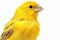 Canary photo realistic illustration - Generative AI.