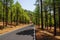 Canary pine tree forest, El Hierro, Spain.