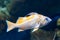 Canary rockfish - sebastes pinniger