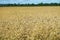 Canary seed crop