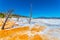 Canary Spring at Mammoth Hot Springs in Yellowstone National Park