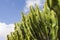 Canary spurge plant.