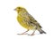 Canary standing - Colored LIZZARD-