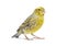 Canary standing - Colored LIZZARD-