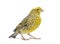 Canary standing - Colored LIZZARD-