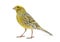 Canary standing - Lizzard mutation -