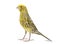 Canary standing - Lizzard mutation -