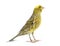 Canary standing - Lizzard mutation -