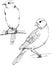 Canary vector monochrome freehand ink drawn sketch style illustration