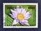 Cancelled postage stamp printed by Cambodia, that shows Water Lillie