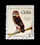 Cancelled postage stamp printed by Cuba, that shows Cuban Pygmy Owl