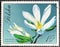 Cancelled Postage stamp printed by Poland, that shows Japanese Magnolia