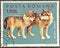 Cancelled postage stamp printed by Romania, that shows Gray Wolf cubs