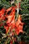 Cancer Bush (Sutherlandia frutescens), a popular herbal medicine from South Africa