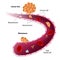 Cancer cells, cancer foci and Metastases