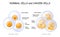 Cancer cells and Normal cells. comparison and difference