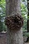 Cancer development on the trunk of an oak tree