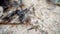 Cancer hermit crab walks the sand on tropical island beach Punta Cana