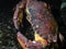 Cancer productus Red rock crab