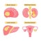 Cancer types flat  illustration.