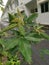 Cancerous gall infected the rubber leaves.