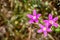 Canchalagua Zeltnera venusta wildflowers blooming in Yosemite National Park, Sierra Nevada mountains, California