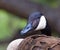 Canda Goose Profile