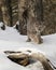 Canda Lynx raising his paw off the cold snow