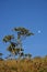 Candeia tree and crescent moon in the park in Brazil