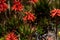 Candelabra Aloe - Aloe Arborescens