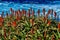 Candelabra Aloe with a Ocean View at the coast of La Jolia, California