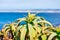 Candelabra aloe succulent plant. Blurred ocean water and coastline on horizon