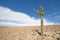 Candelabra Cactus in the Atacama Desert, Chile