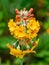 Candelabra primrose Primula bulleyana from originally China