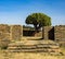 Candelabra tree around historical city Axum - Ethiopia